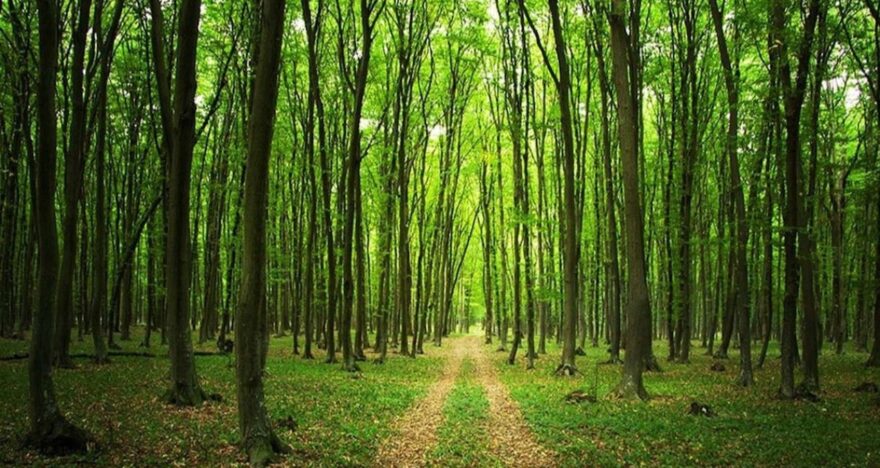 Ormanlara Üç Yoldan Tehdit: Yeni Yasa Tasarısı