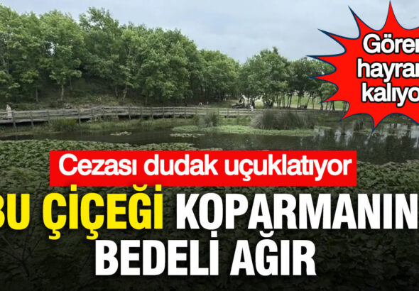 goren-hayran-kaliyor-bu-cicegi-koparmanin-bedeli-agir-cezasi-dudak-ucuklatiyor-VxAdBxLF