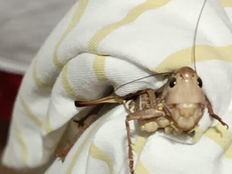 Img